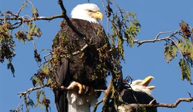 Two bald eagles sitting on a tree branch